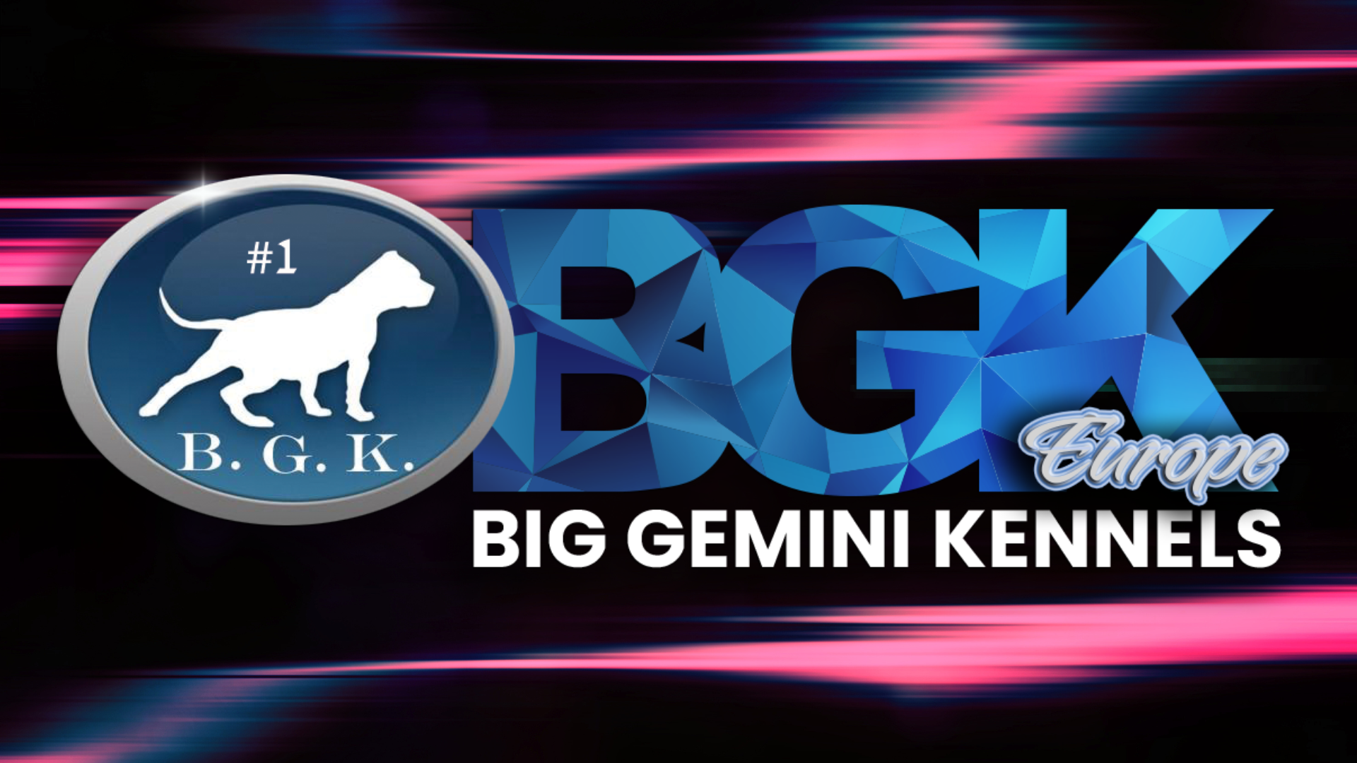 BGK's Cujo of Big Gemini Kennels of BGK Europe XXL blue Pitbull stud dog a true extra large XL American Bully