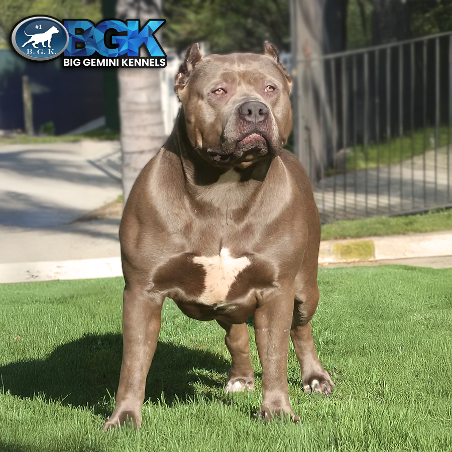 Read more about the article BGK’s Big Sexy