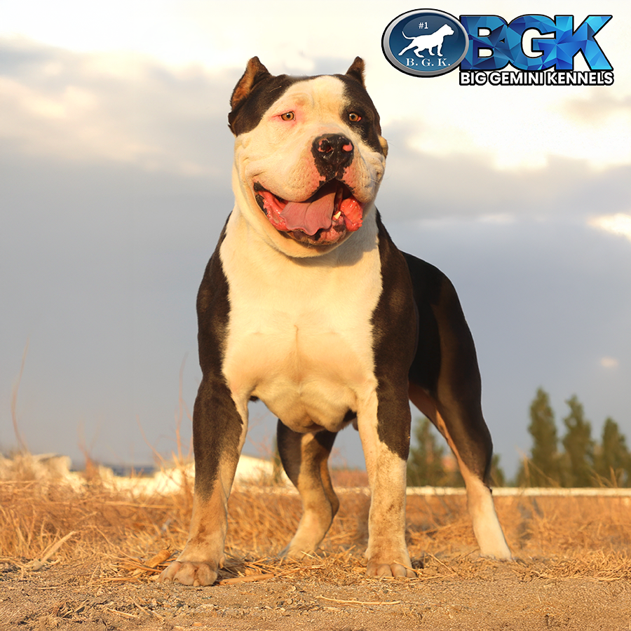 Read more about the article BGK’s Chaos