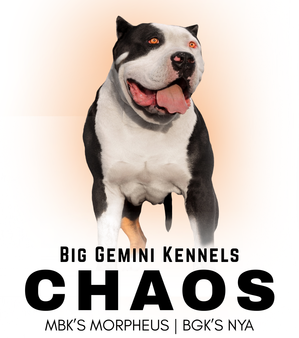 BGK's Chaos is a muscular and clean pied blue tri XXL Bully Pitbull dog who is the son of MBK's Morpheus of Monster Bully Kennels