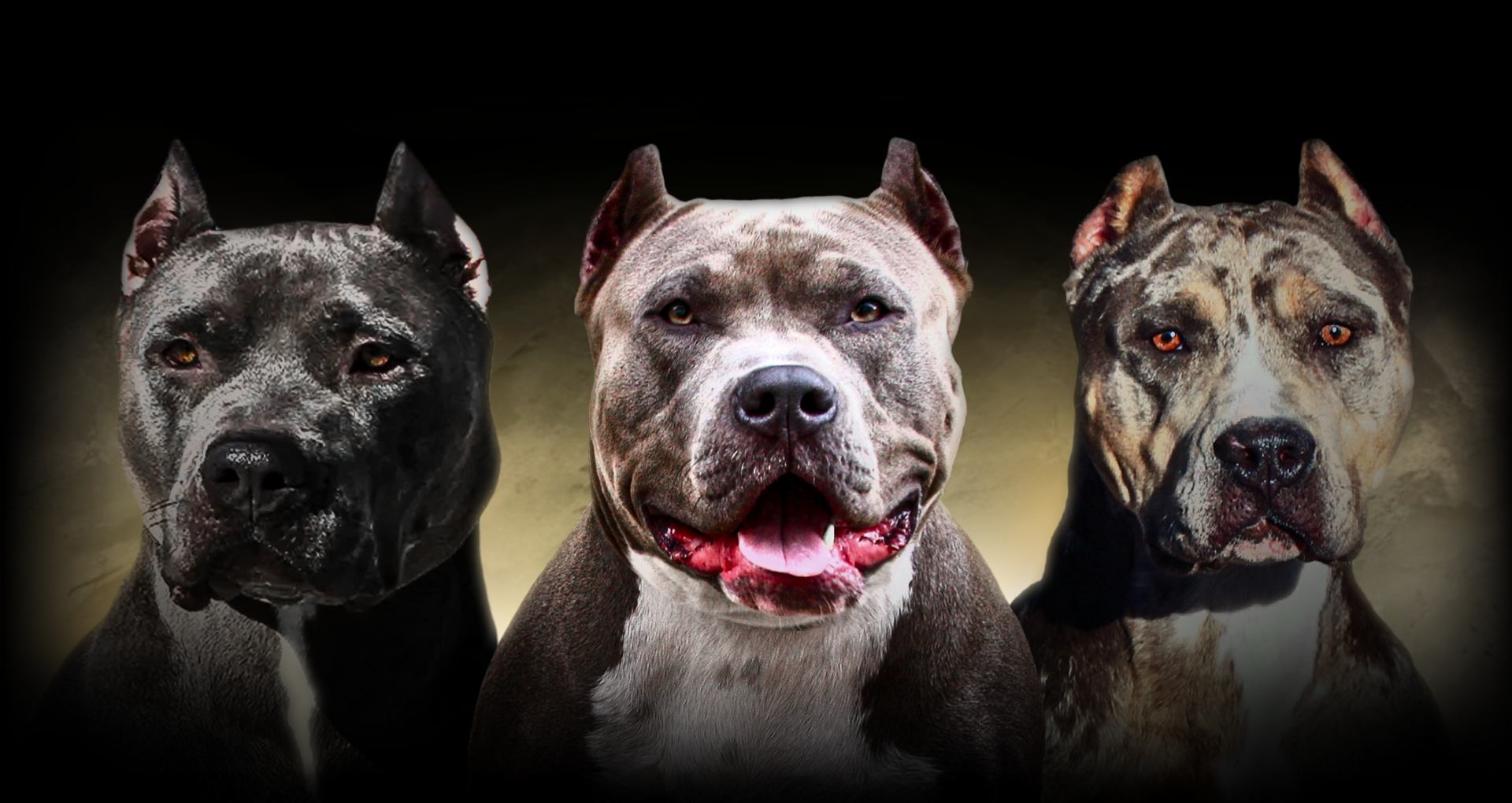 BGK Females Big Gemini Kennels XXL Pitbull and XL American Bully females The Largest Pitbulls dams in the world BGK Females Big Gemini Kennels XXL Pitbull and XL American Bully females The Largest Pitbulls dams in the world