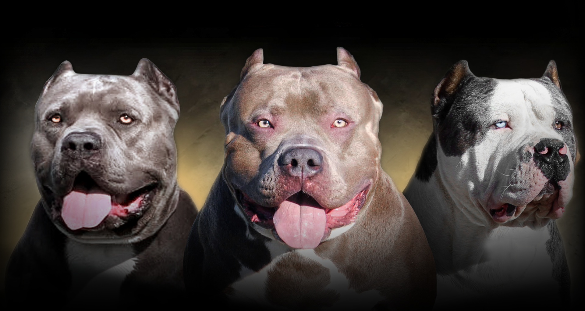 BGK Males Big Gemini Kennels XXL Pitbull and XL American Bully Males The Largest Pitbulls Studs in the world