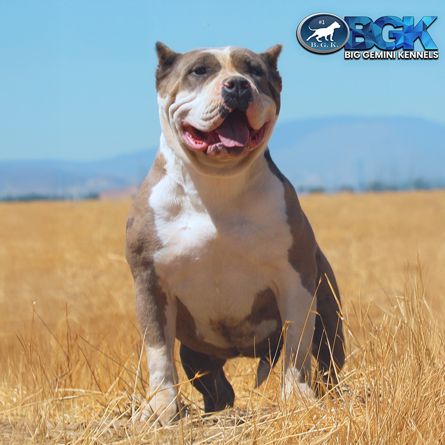 Read more about the article BGK’s Bella