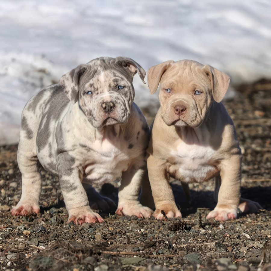 Exotic XL Bullies for sale, extreme exotic Bully puppies for sale Megabuilt Bullies Canada