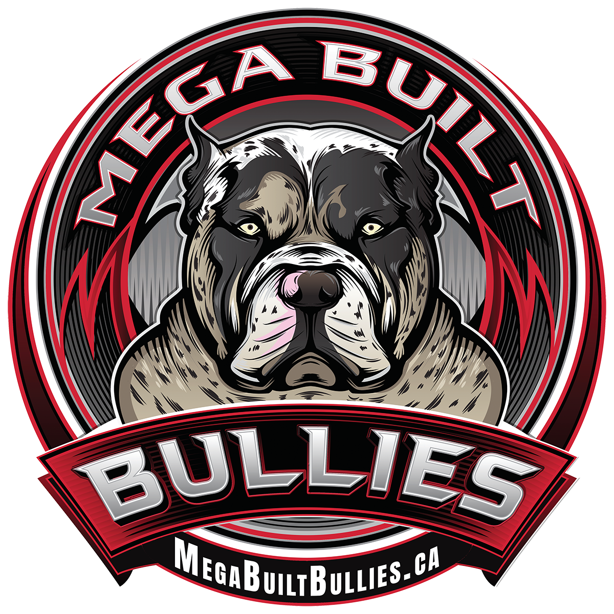 Mega Built Bullies Extreme XL American Bullies MegaBuiltBullies