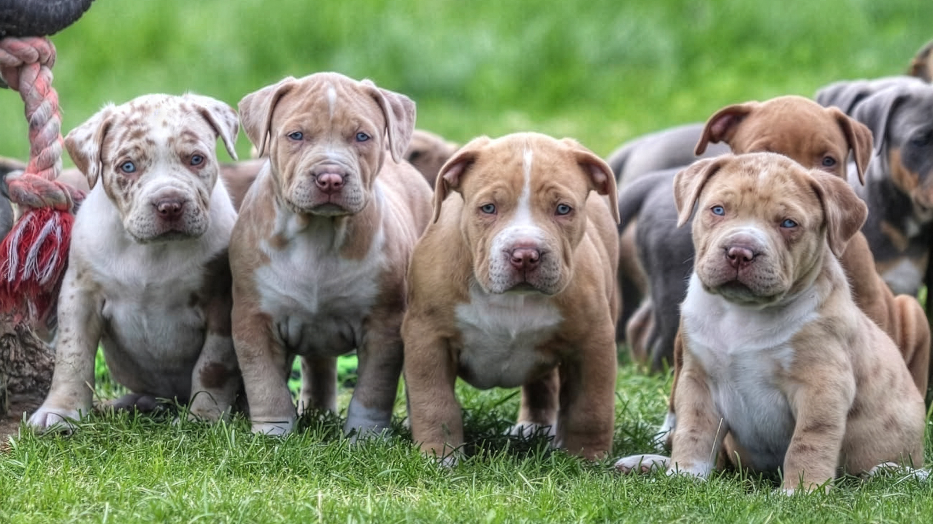 Megabuilt Bullies of Canada extreme gigantic XL Bully puppies for sale