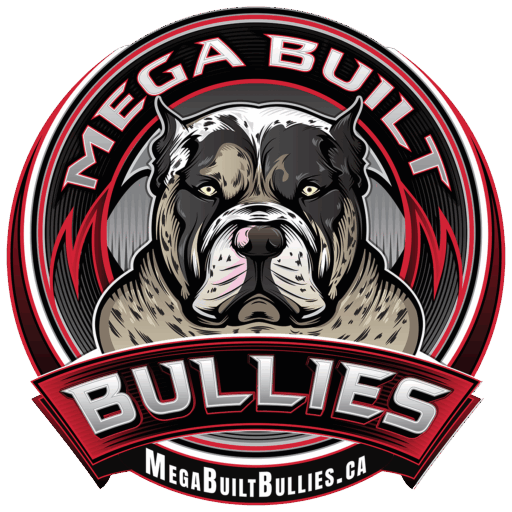 Mega Built Bullies Extreme XL American Bullies MegaBuiltBullies