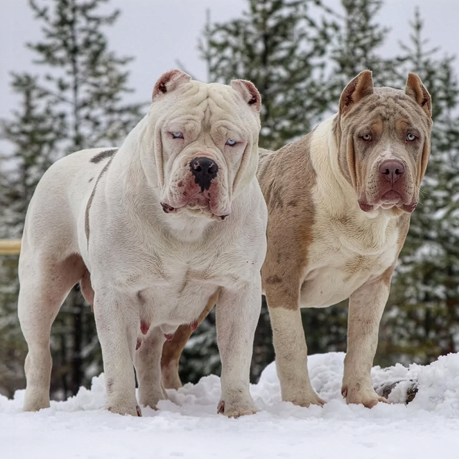 Canada XL Extreme Exotic American Bully breeders