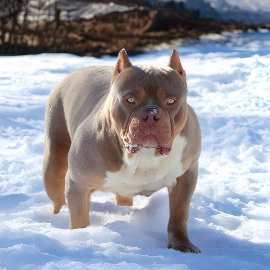 Extreme XL Bully dog from Megabuilt Bullies - lilac tri Bullies