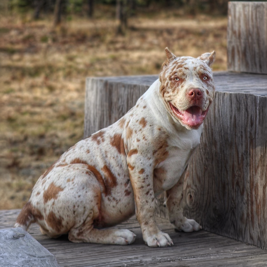 Extreme XXL Bully puppies for sale Washington