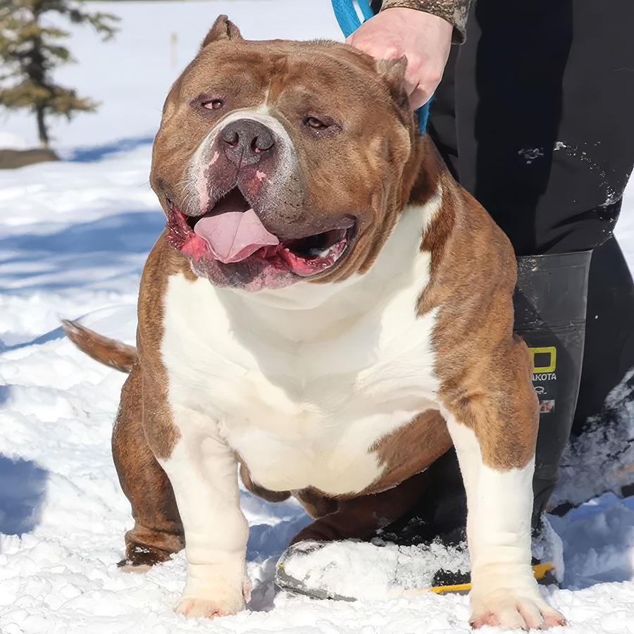 MBB Megabuilt Bullies The Sultan Extreme XL Bullies