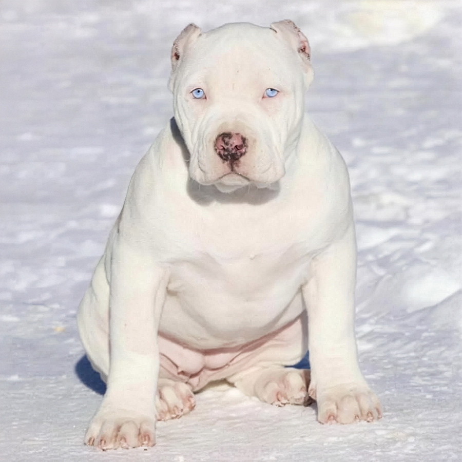 Megabuilt Bullies MBB Megabuiltbullies solid white exotic extreme XL American Bully Pitbull puppy