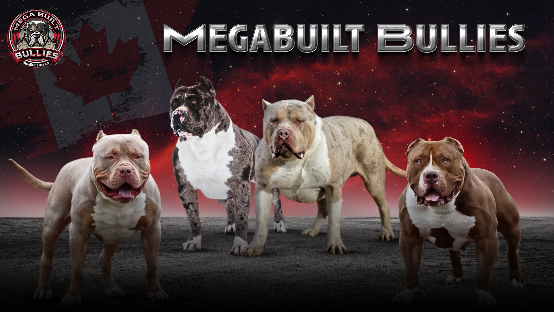 MegabuiltBullies of Canada Mega Built Bullies Canada Exotic Extreme XXL American Bullies for sale Canada XXL Bully breeders XL Pitbulls